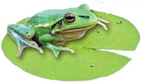 lillipad_squat_like_a_frog